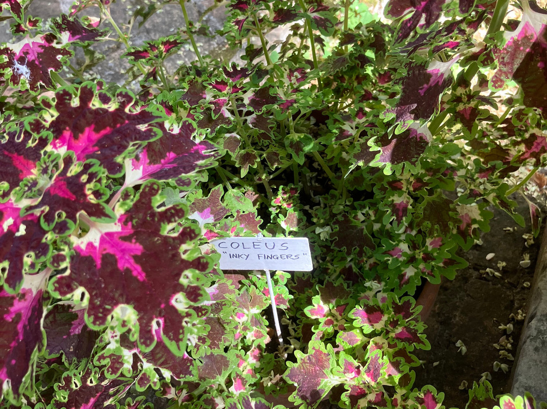 Orto Botanico Dell'Università di Urbino Carlo Bo-乌尔比诺必去景点