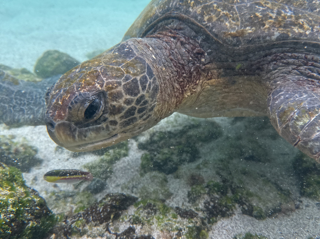 Go Galápagos Tours-Baltra必去景点