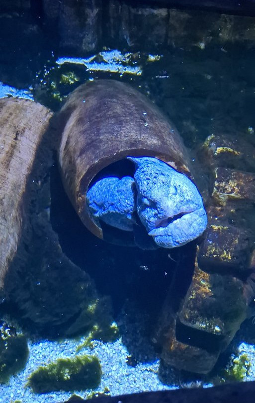 Sea Life Blankenberge-布朗肯堡必去景点