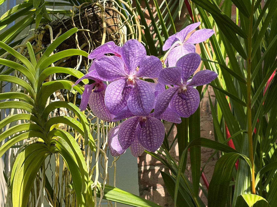 Winter Garden Auckland Domain-奥克兰中心地区必去景点