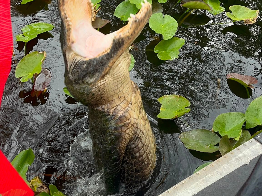 Everglades Swamp Tours-Everglades Wildlife Management Area必去景点