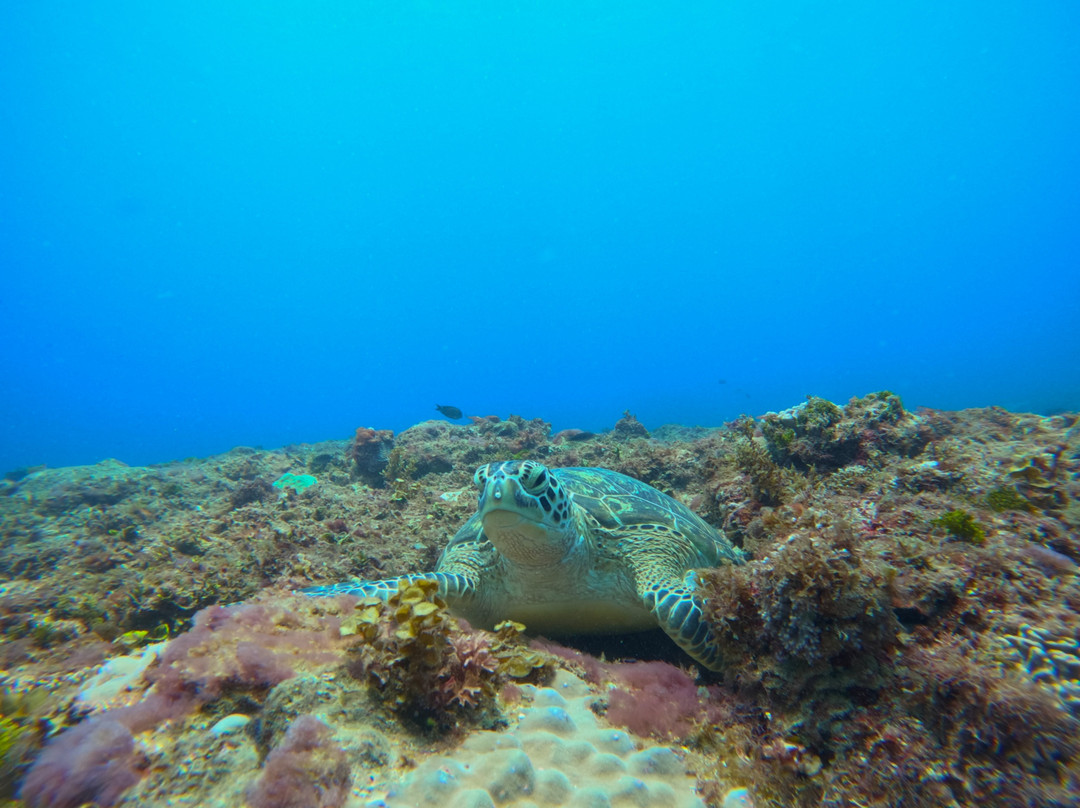 Diving Centre In Diani Diani Beach-迪亚尼必去景点