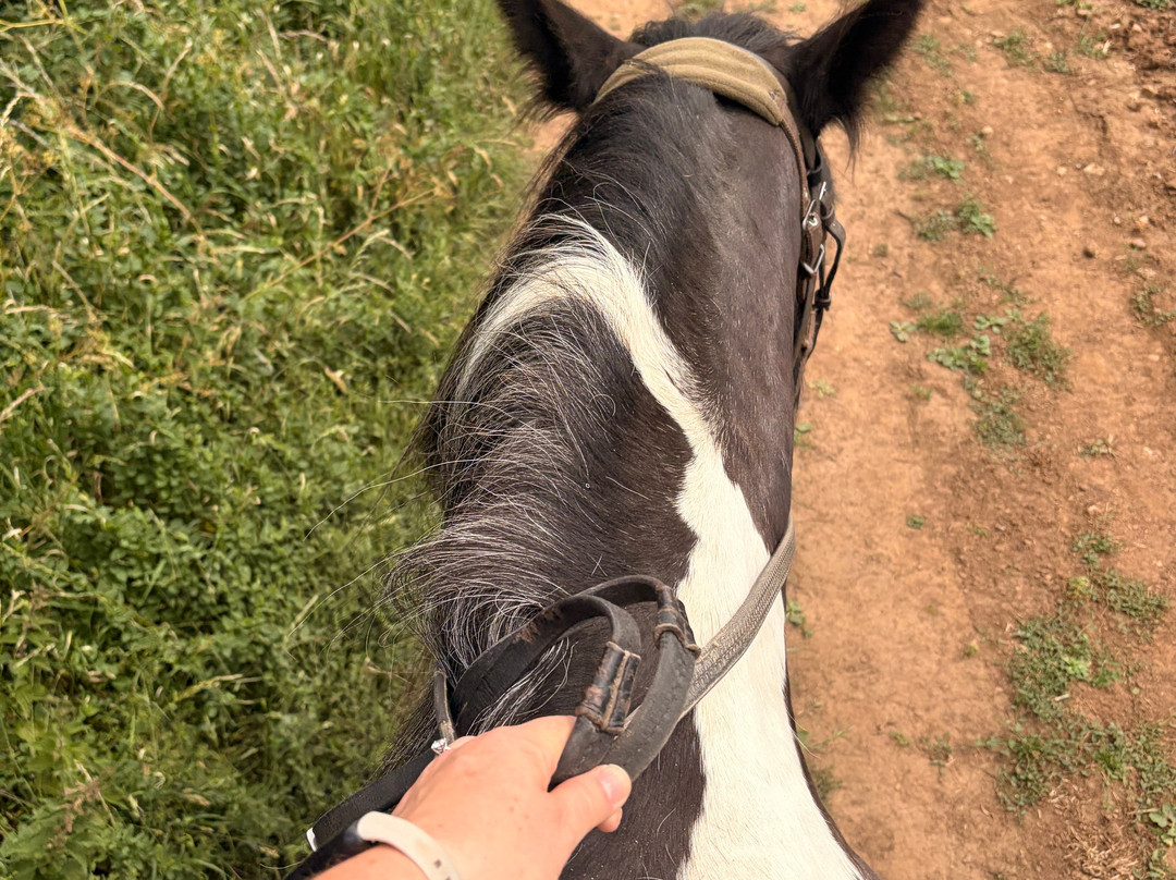 Coloured Cob-诺丁汉必去景点