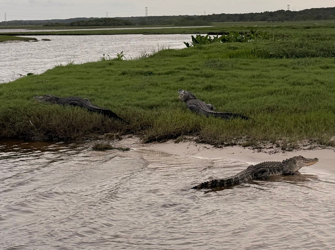 A St Johns River Airboat Tour-Christmas必去景点