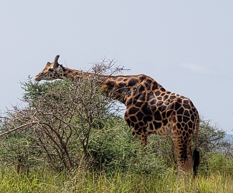 Abigail Safaris Limited-Bukoto必去景点