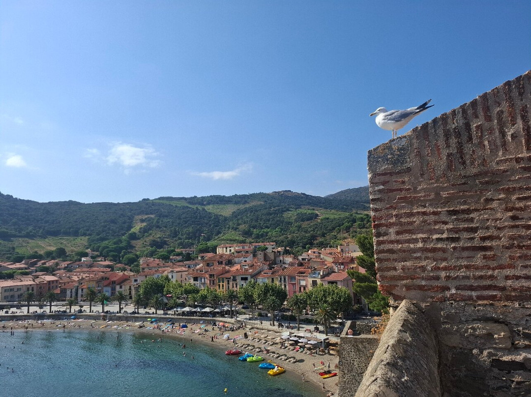 Le Château royal de Collioure-科利乌尔必去景点