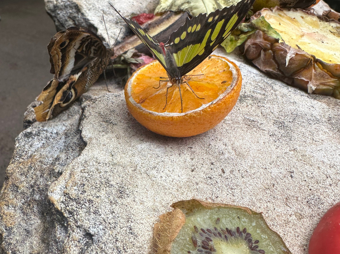 Stratford Butterfly Farm-埃文河畔斯特拉特福必去景点