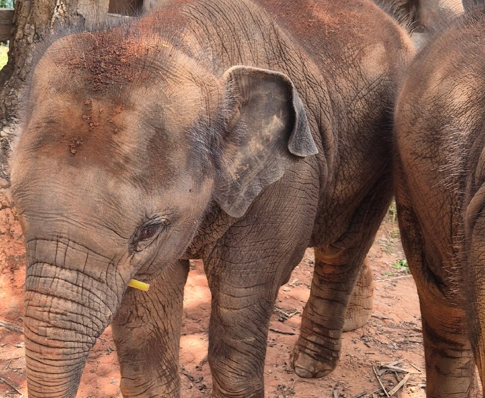 Elephant Freedom Village-清迈必去景点