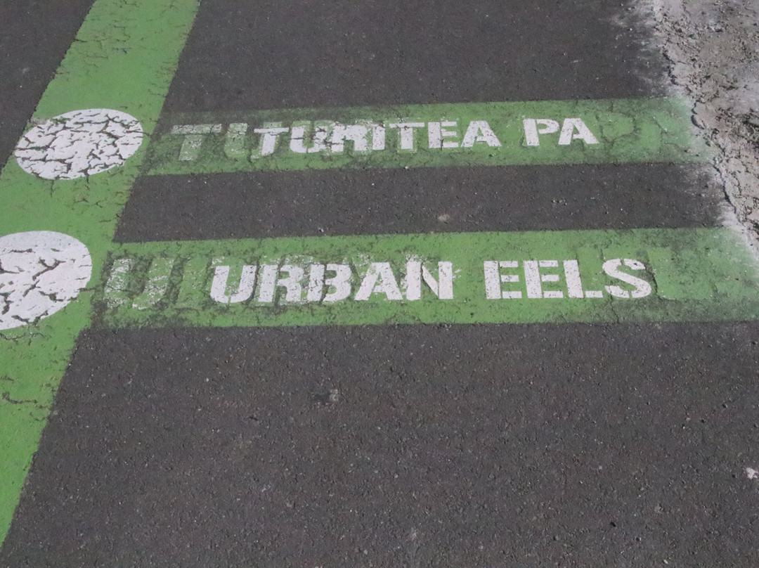 Urban Eels Palmerston North-北帕墨斯顿必去景点