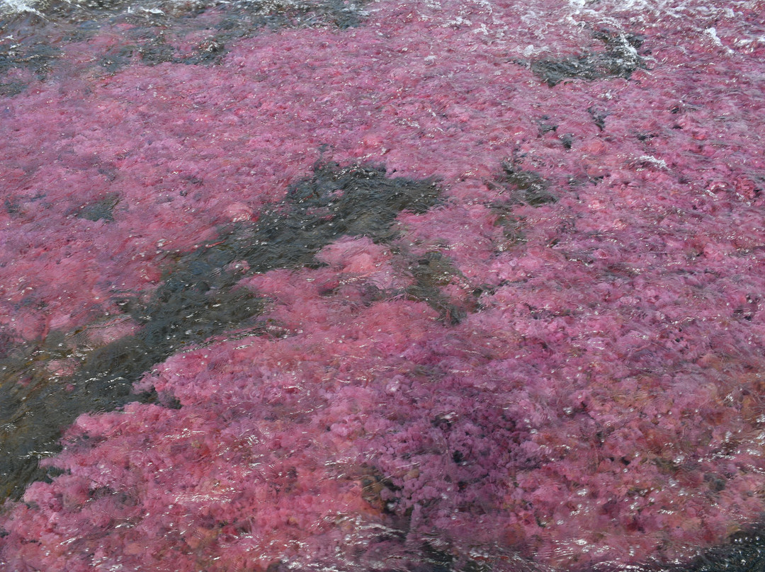 Cano Cristales-La Macarena必去景点