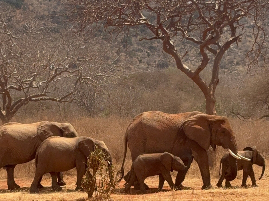 Jawamu Tours and Safaris-Kilifi必去景点