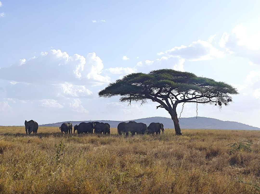 Sereland Africa Safaris-Sakina必去景点