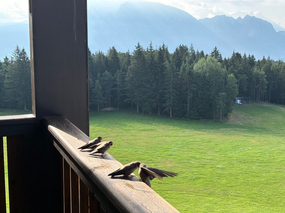 Hotel Sonnenheim-旅行者