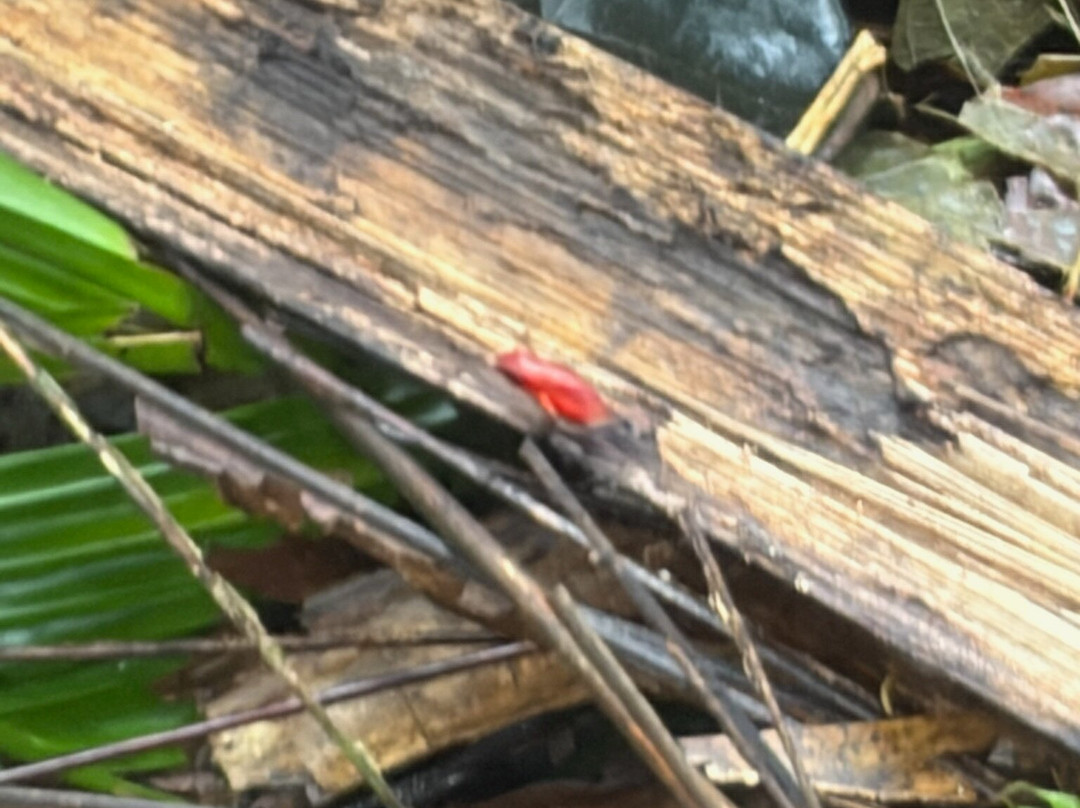 Costa Rica Roots Tours-托图杰多必去景点