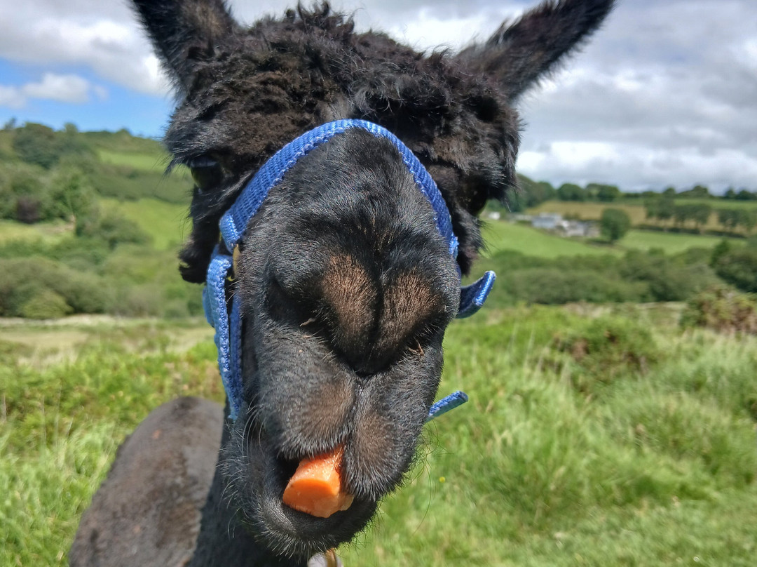 Lydford Gorge Alpacas-Lydford必去景点