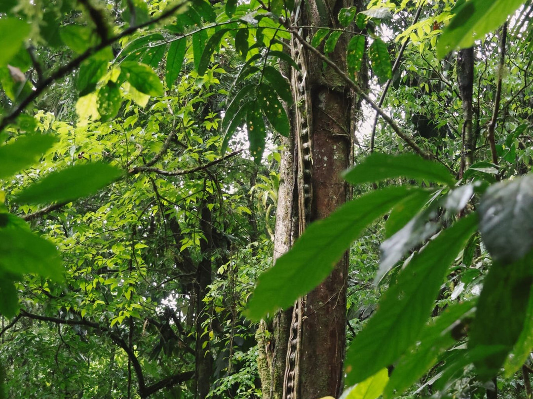 Arenal Hanging Bridges-阿雷纳火山国家公园必去景点