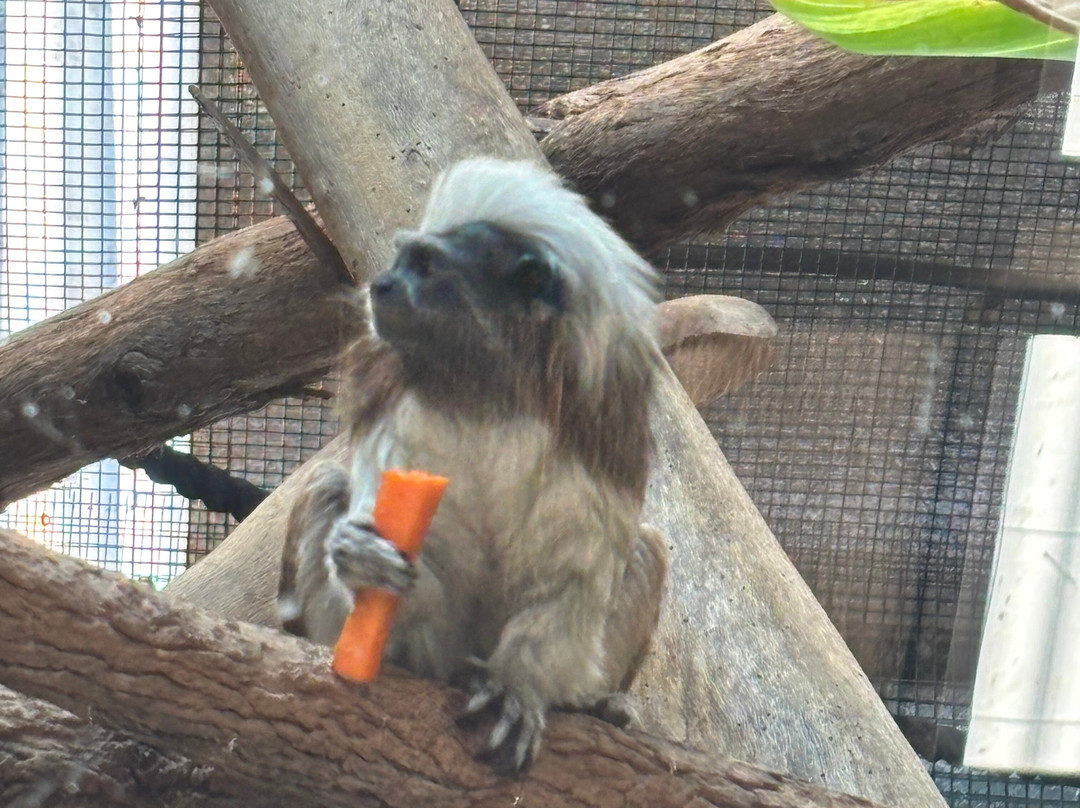 Alexandra Park Zoo-邦德堡必去景点