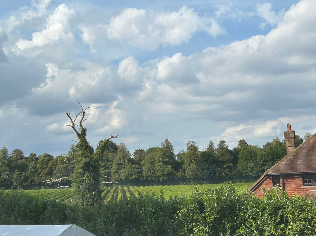 Denbies Wine Estate Ltd-多肯必去景点