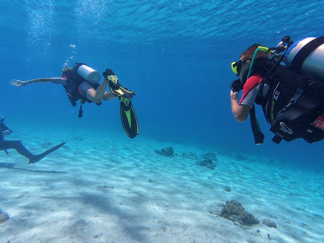 Dushi Diving-威廉斯塔德必去景点
