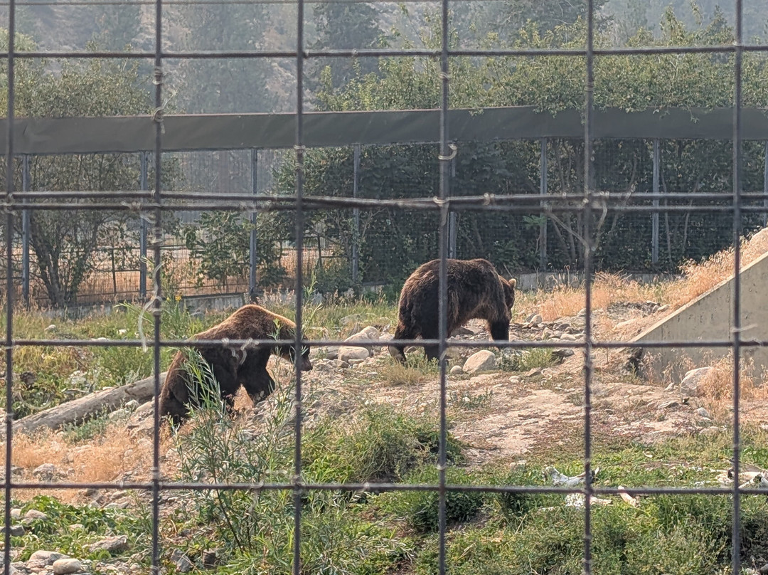 BC Wildlife Park-坎卢普斯必去景点