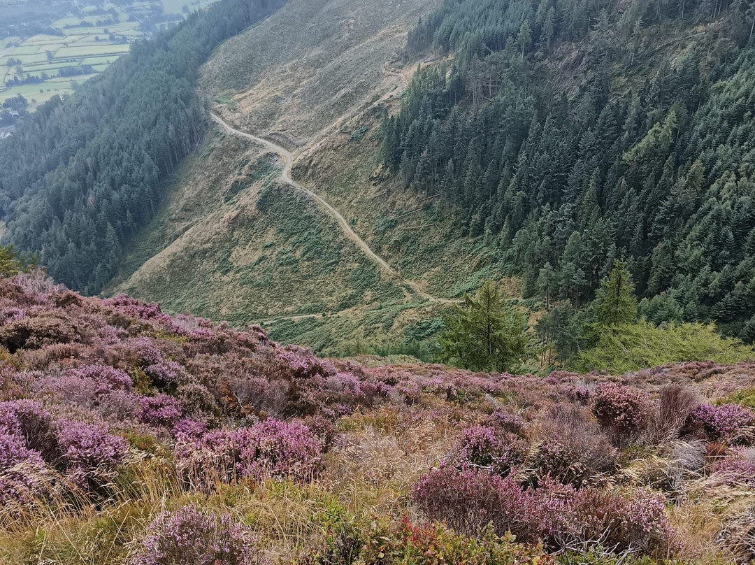 Whinlatter Forest-Braithwaite必去景点