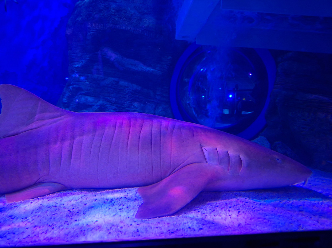 Sea Life Blackpool-黑潭必去景点