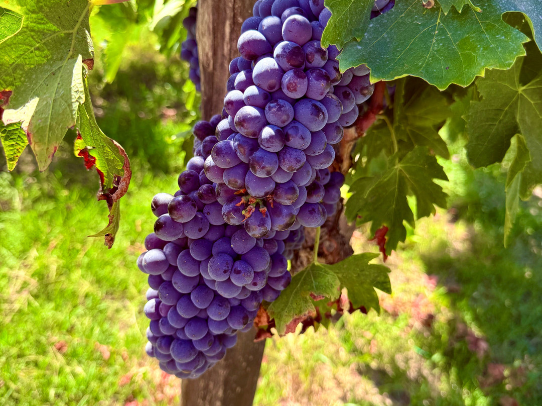 Podere Della Bruciata Winery-蒙特普尔恰诺必去景点