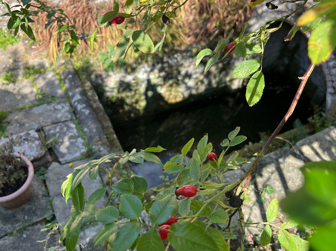 St. Withburga's Well-Dereham必去景点