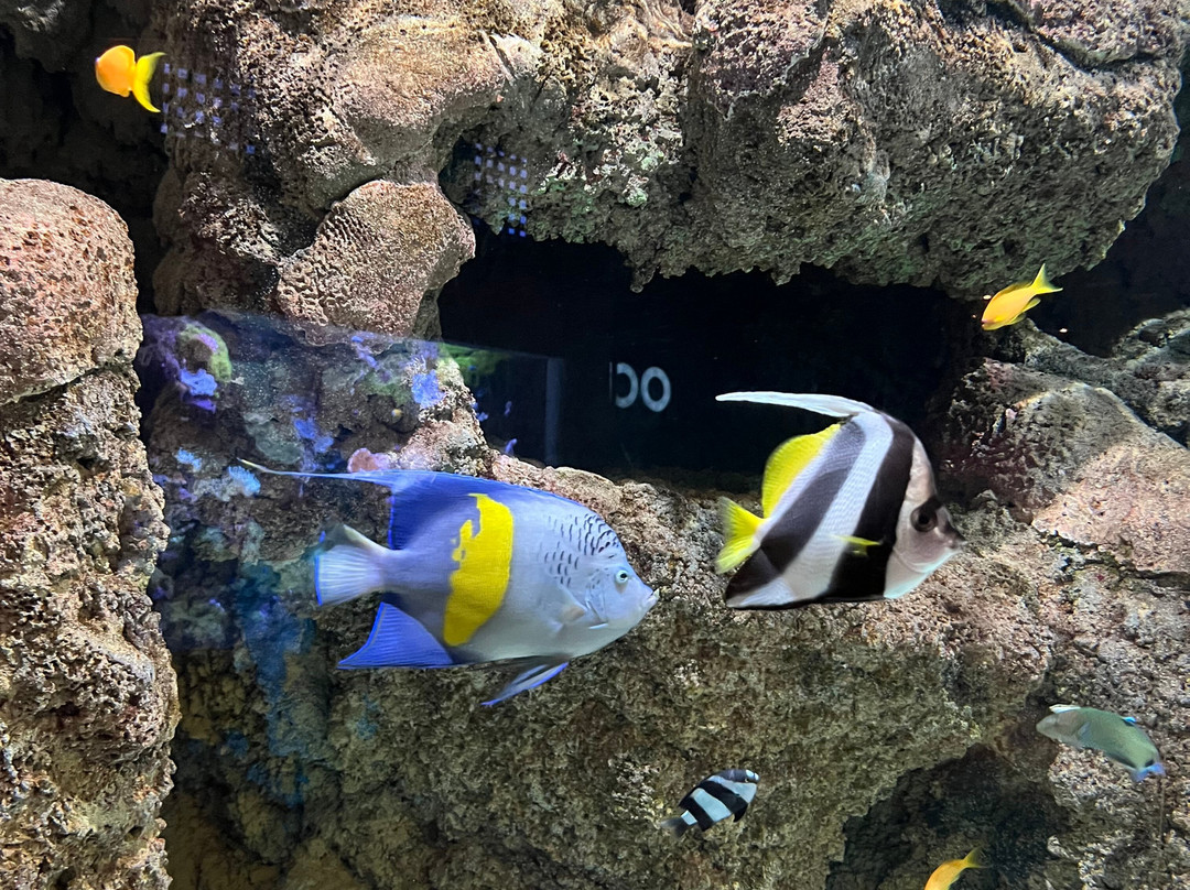 Lanzarote Aquarium-科斯塔特吉塞必去景点