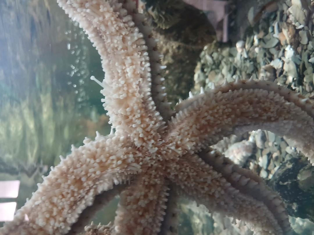 Ilfracombe Aquarium-伊尔弗勒科姆必去景点
