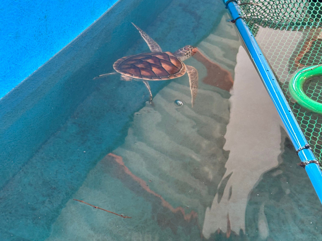 Turtle Conservation Center-泰曼必去景点