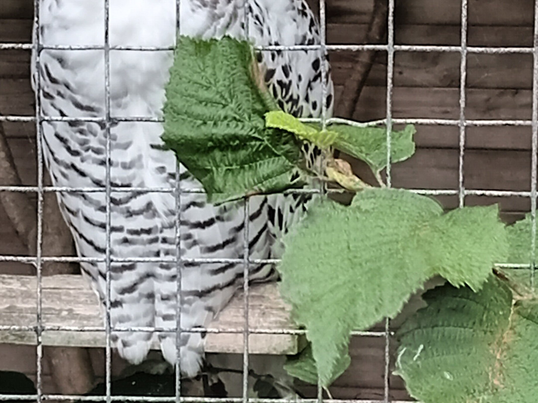 Screech Owl Sanctuary & Animal Park-St Columb Major必去景点