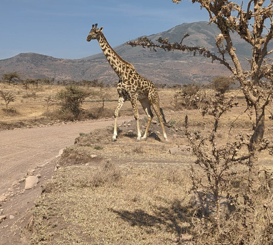 Shemeji Safari-阿鲁沙必去景点