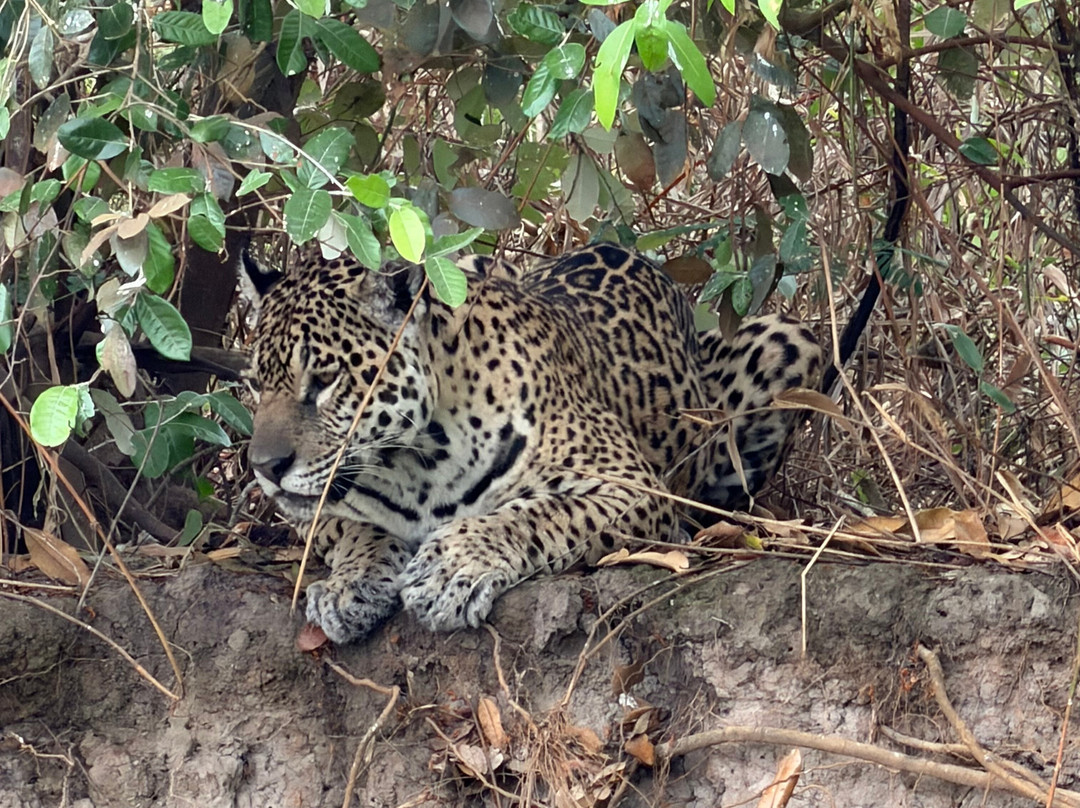 Pantanal Vip Service Turismo-Varzea Grande必去景点