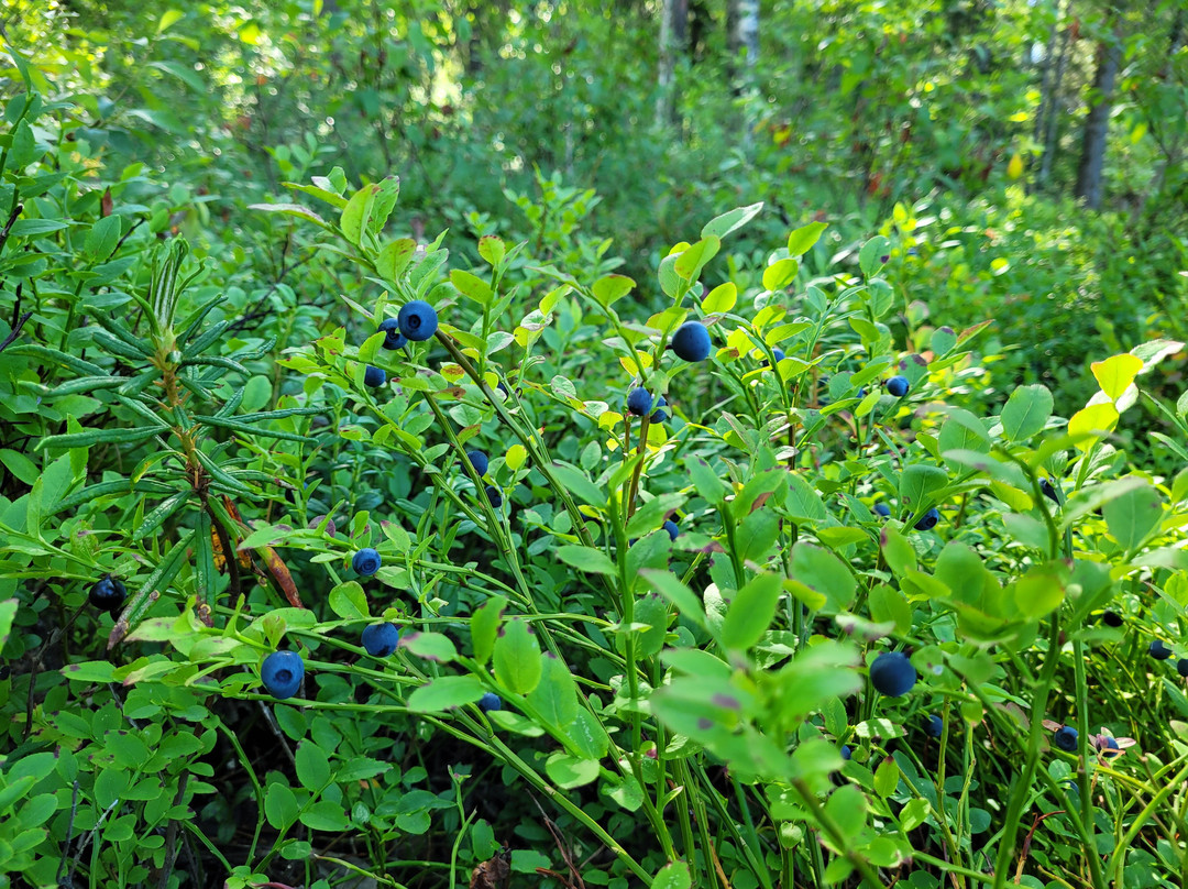 Hertsoestigen Trail-Luleå必去景点