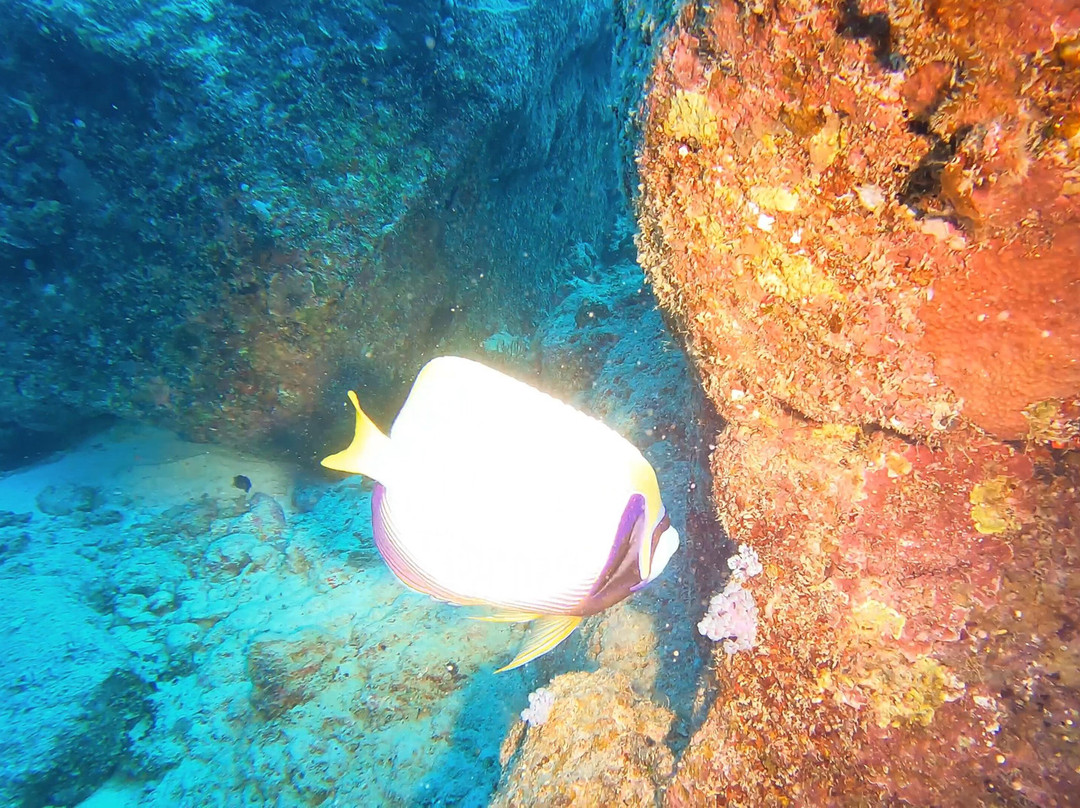 Bigorno Diving Center Mauritius-卓欧毕雪必去景点