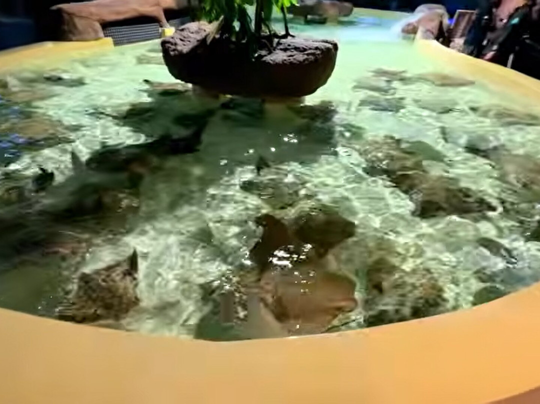 Acuario Michin Guadalajara-瓜达拉哈拉必去景点
