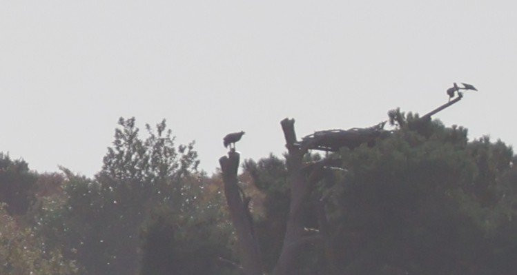 Birds Of Poole Harbour Events-普尔必去景点