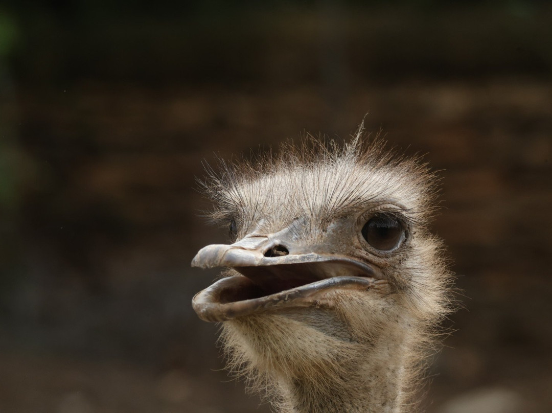 Chandelier Game Lodge & Ostrich Show Farm-奥兹洪必去景点