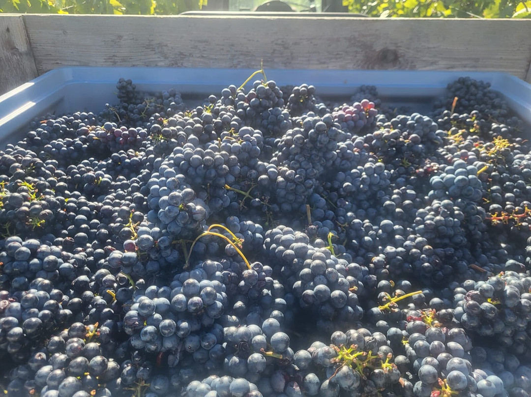 Weingut Hauswirth