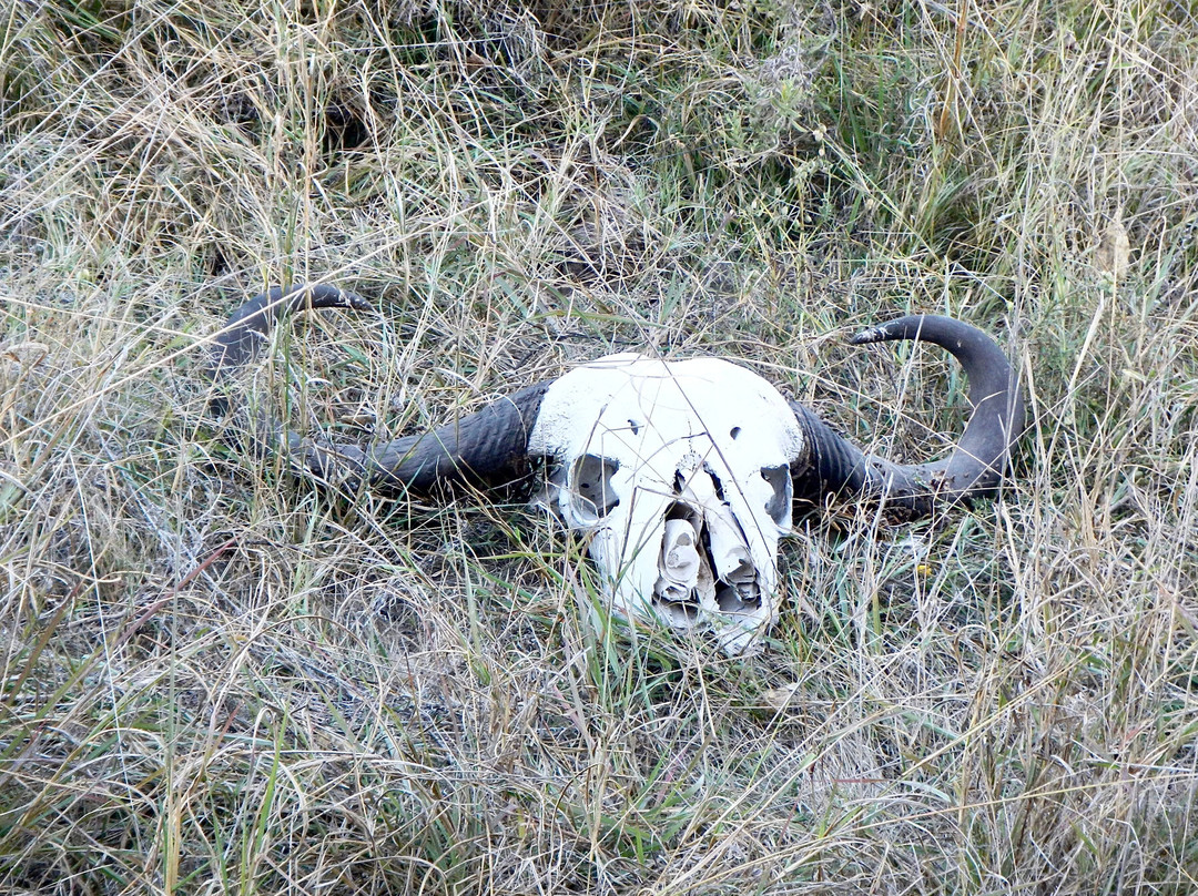 Okavango Delta-马翁必去景点