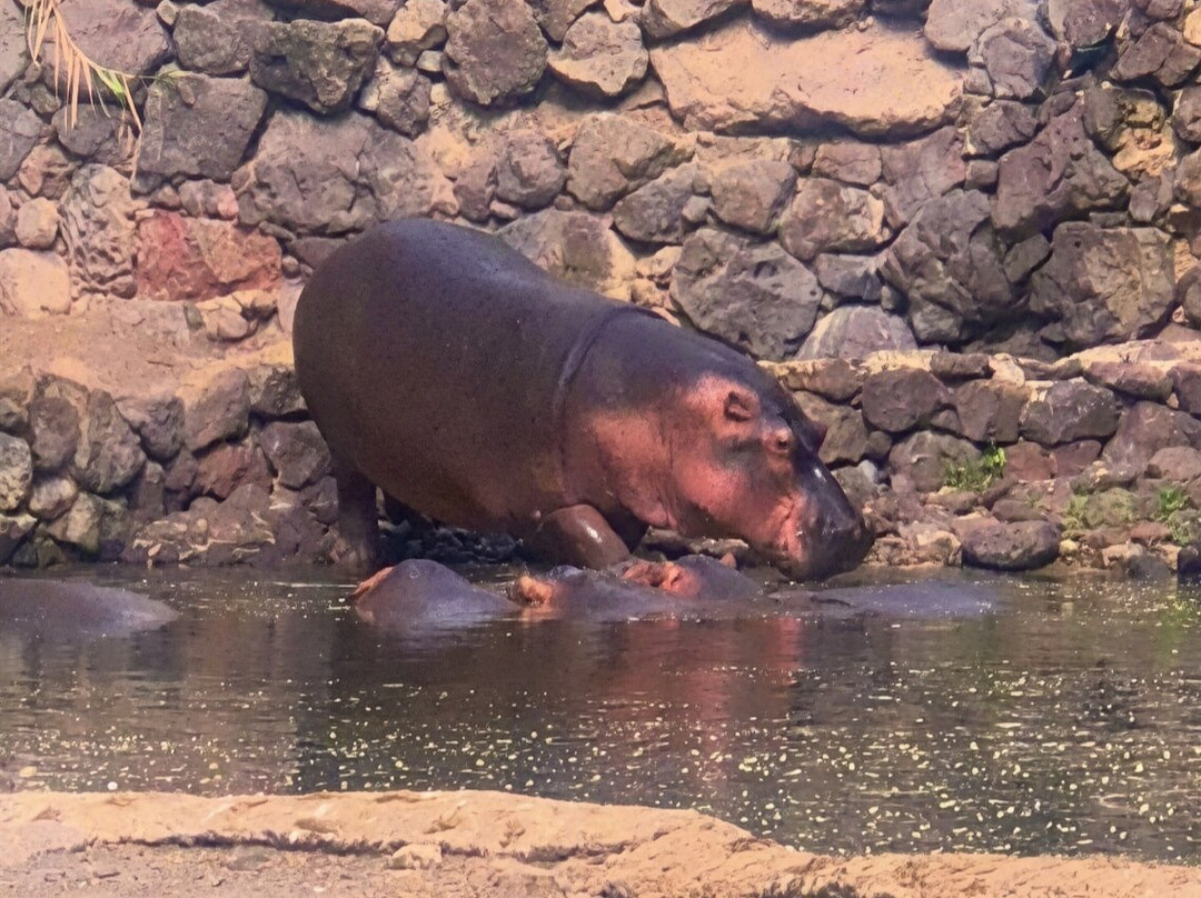Oasis Park Fuerteventura-La Lajita必去景点