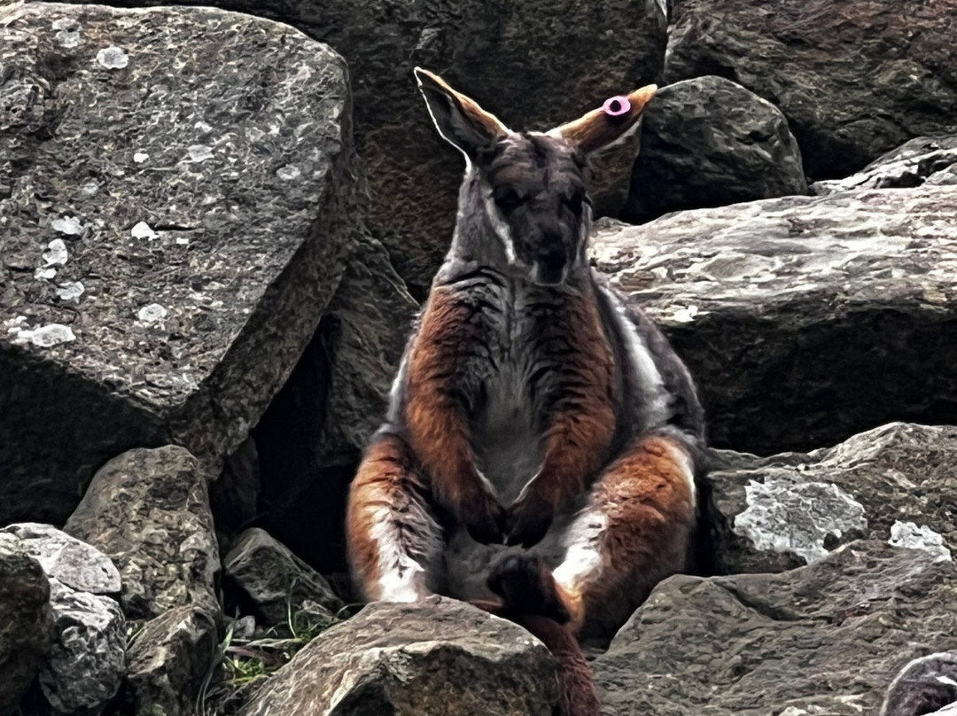 Cleland Wildlife Park-Crafers必去景点