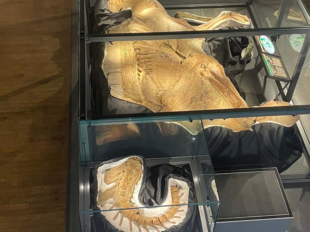 Fukui Prefectural Dinosaur Museum-胜山市必去景点