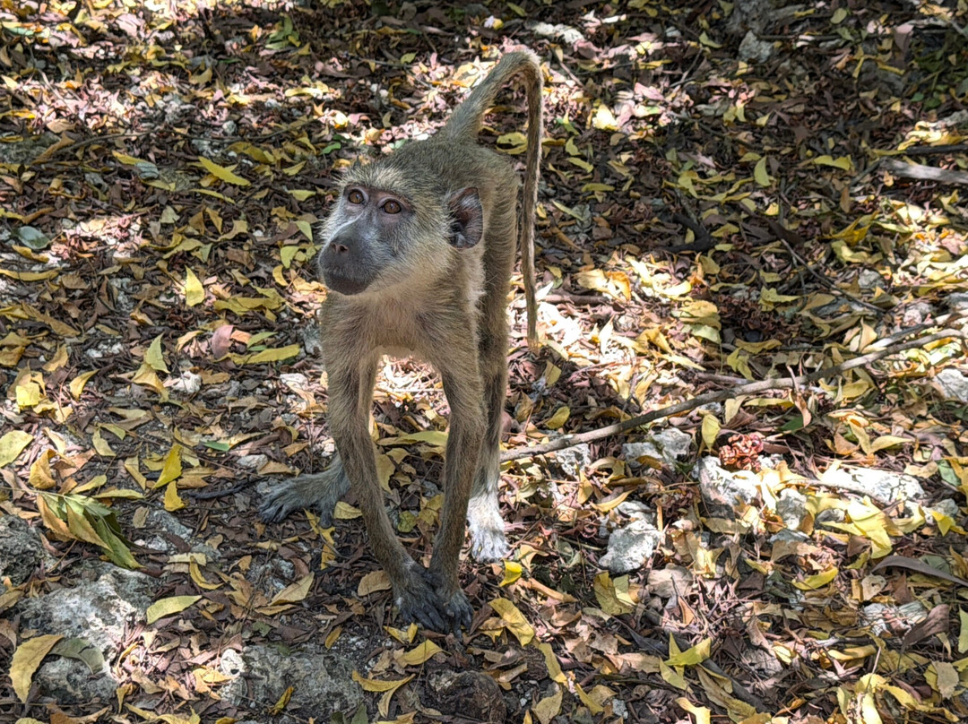 Zanzibar Kilosas Conservation-孥归必去景点