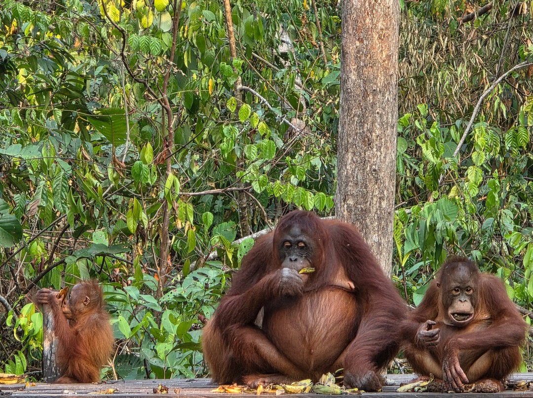 Orangutan Houseboat Tour-Kumai必去景点