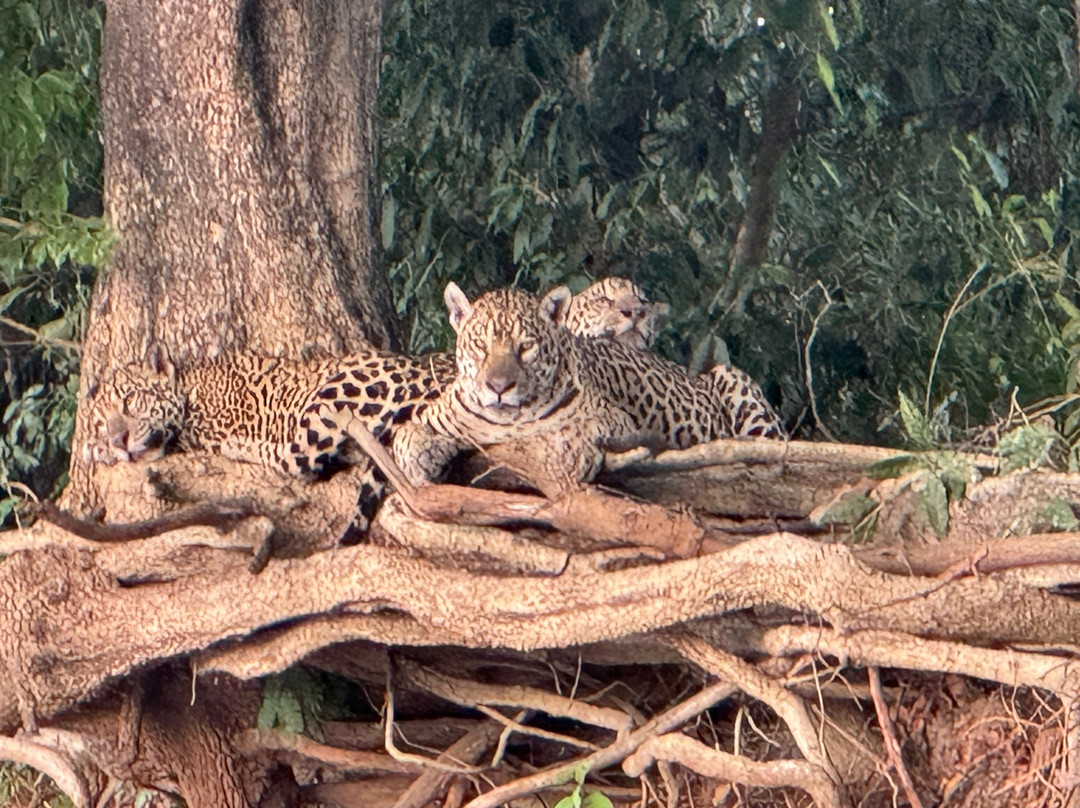 Pantanal Jaguar Safaris-Chapada dos Guimaraes必去景点