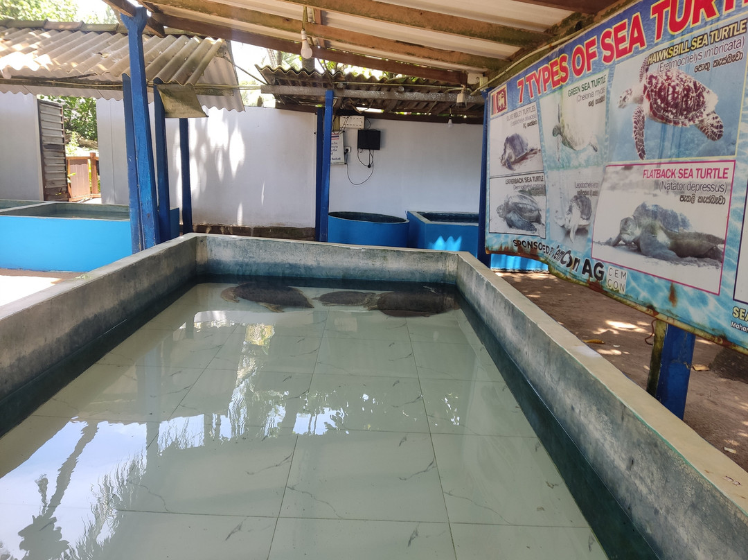 Sea Turtle Farm Galle Mahamodara-加勒必去景点