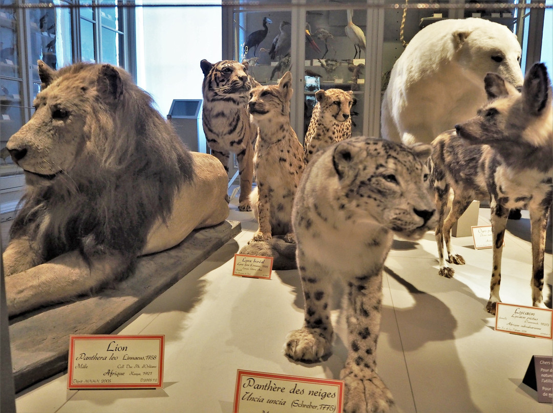 Museum d'histoire naturelle de La Rochelle景点图片