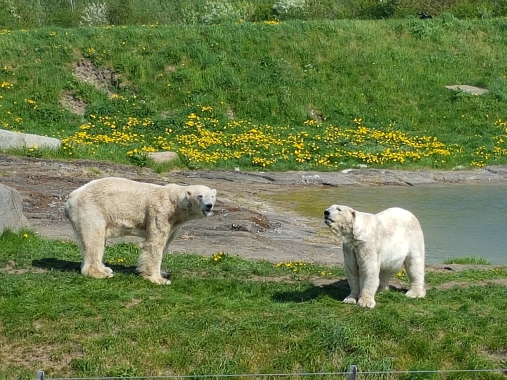 Scandinavian Wildlife Park景点图片